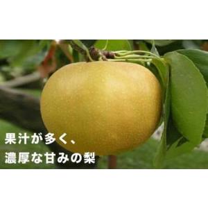 ふるさと納税 【訳あり】南水 約3kg 6〜1...の詳細画像2