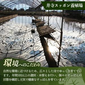 ふるさと納税 美味益気寿すっぽんスープ190g...の詳細画像2