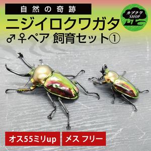ふるさと納税 ニジイロクワガタ オスメス ペア飼...の商品画像