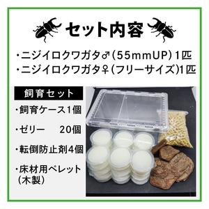 ふるさと納税 ニジイロクワガタ オスメス ペア...の詳細画像1