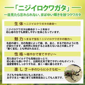 ふるさと納税 ニジイロクワガタ オスメス ペア...の詳細画像2