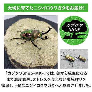 ふるさと納税 ニジイロクワガタ オスメス ペア...の詳細画像3