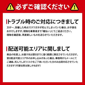 ふるさと納税 ニジイロクワガタ オスメス ペア...の詳細画像4