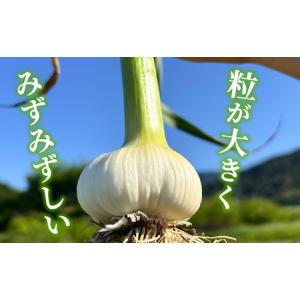 ふるさと納税 <西予市産 朝霧にんにく(乾燥小...の詳細画像1
