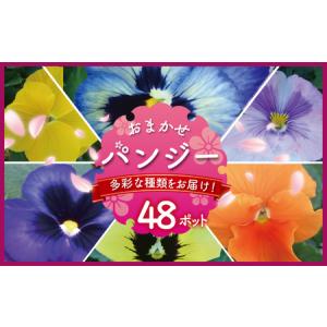 ふるさと納税 季節 の 花苗 パンジー おまかせ...の商品画像
