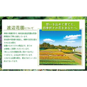 ふるさと納税 季節 の 花苗 パンジー おまか...の詳細画像1