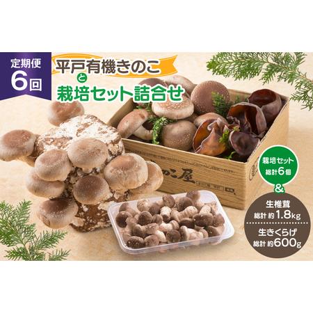 ふるさと納税 きのこ しいたけ きくらげ 椎茸菌床 生椎茸 生きくらげ セット 6回 定期便 [きの...