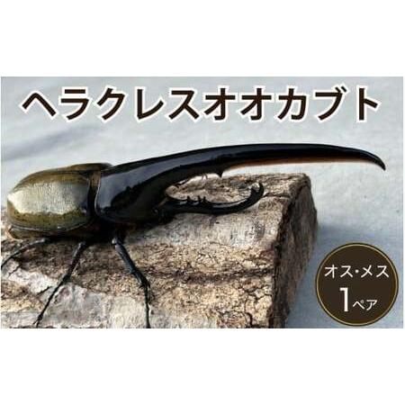 ふるさと納税 ヘラクレスオオカブト 成虫ペア オス（150mm台）メス（60mm以上） / ヘラクレ...
