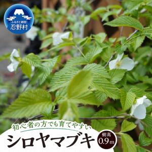 ふるさと納税 植木 白ヤマブキ 0.9m 山梨県忍野村の商品画像