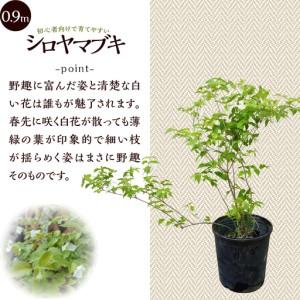 ふるさと納税 植木 白ヤマブキ 0.9m 山梨...の詳細画像1