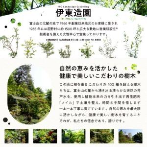 ふるさと納税 植木 白ヤマブキ 0.9m 山梨...の詳細画像3