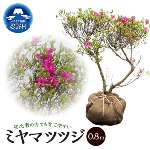 ふるさと納税 植木　本霧島ツツジ　0.8ｍ 山梨県忍野村