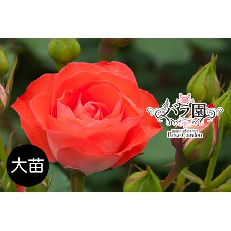 ふるさと納税 花巻温泉バラ園 オリジナル品種「花巻おとめ80」【2281】 岩手県花巻市