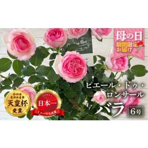 ふるさと納税 【母の日】バラ 花鉢 6号 ピエール・ドゥ・ロンサール 産地直送 [5月7日〜10日 お届け] 四季咲き 花 ガーデニング 生産量 日本一 .. 岐阜県本巣市