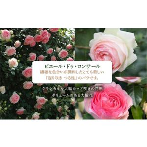ふるさと納税 【母の日】バラ 花鉢 6号 ピエ...の詳細画像2