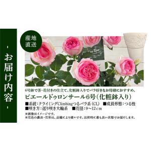 ふるさと納税 【母の日】バラ 花鉢 6号 ピエ...の詳細画像3