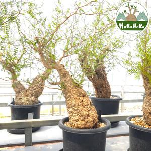 ふるさと納税 オペルクリカリア・パキプス「塊根植物の王様」(発根管理済) Z11｜観葉植物 コーデックス [0597] 千葉県袖ケ浦市