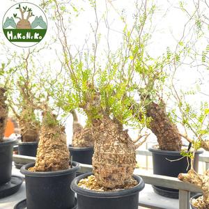 ふるさと納税 オペルクリカリア・パキプス「塊根植物の王様」(発根管理済) Z12｜観葉植物 コーデックス [0598] 千葉県袖ケ浦市