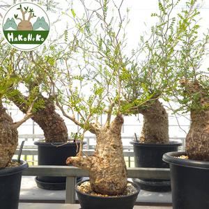 ふるさと納税 オペルクリカリア・パキプス「塊根植物の王様」(発根管理済) Z13｜観葉植物 コーデックス [0599] 千葉県袖ケ浦市