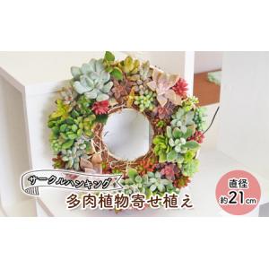 ふるさと納税 多肉 寄せ植え サークルハンキング...の商品画像