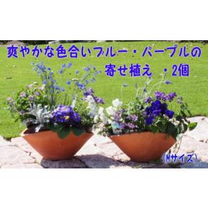 ふるさと納税 ブルー・パープルの寄せ植え（舟形Mサイズ）2個 花 植物 福岡県朝倉市