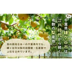 ふるさと納税 ※先行予約※【豊水3kg】かまが...の詳細画像2