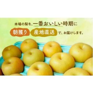 ふるさと納税 ※先行予約※【豊水3kg】かまが...の詳細画像3