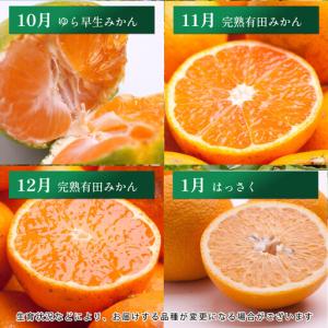 ふるさと納税 家庭用 柑橘定期便M(毎月)全1...の詳細画像2