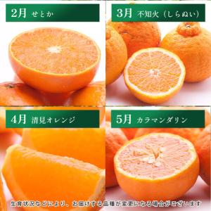 ふるさと納税 家庭用 柑橘定期便M(毎月)全1...の詳細画像3