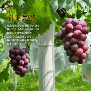 ふるさと納税 【訳あり】 ピオーネ 岡山県産ぶ...の詳細画像1