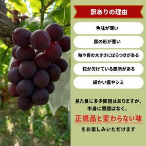 ふるさと納税 【訳あり】 ピオーネ 岡山県産ぶ...の詳細画像2