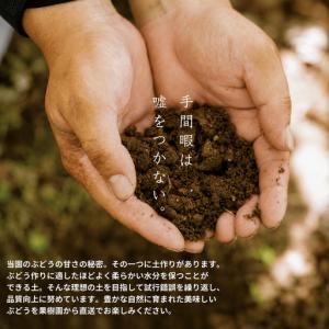 ふるさと納税 【訳あり】 ピオーネ 岡山県産ぶ...の詳細画像3