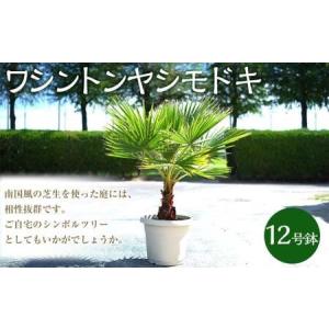 ふるさと納税 ワシントンヤシモドキ 12号 鉢 植物 ヤシ ヤシの木 ガーデニング お洒落 おしゃれ オシャレ 南国 鉢物 三重県 桑名市 三重県桑名市