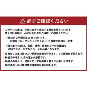 ふるさと納税 ワシントンヤシモドキ 12号 鉢...の詳細画像2