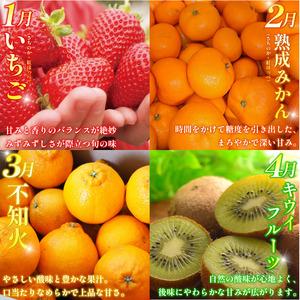 ふるさと納税 フルーツ 定期便 12ヶ月 果物...の詳細画像1