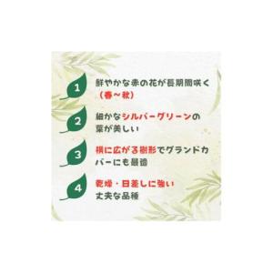 ふるさと納税 グレビレア ジョンエバンス / ...の詳細画像1