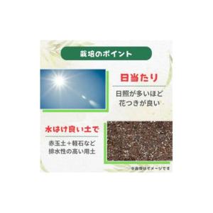 ふるさと納税 グレビレア ジョンエバンス / ...の詳細画像2
