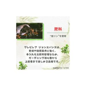 ふるさと納税 グレビレア ジョンエバンス / ...の詳細画像4
