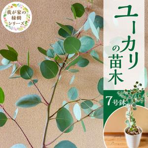 ふるさと納税 チーム田主丸『ユーカリ苗木７号鉢』 _ 苗木 7号鉢 ユーカリ チーム田主丸 1本 ユーカリの苗木 庭木 鉢植え 植木 ドライフラワー.. 福岡県久留米市