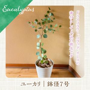ふるさと納税 チーム田主丸『ユーカリ苗木7号鉢...の詳細画像1