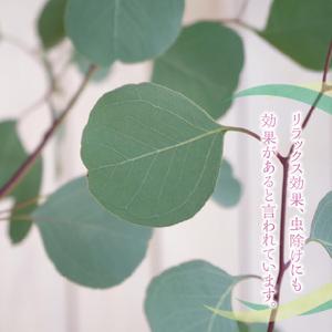 ふるさと納税 チーム田主丸『ユーカリ苗木7号鉢...の詳細画像2