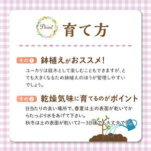 ふるさと納税 チーム田主丸『ユーカリ苗木7号鉢...の詳細画像3
