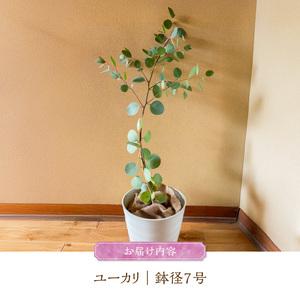 ふるさと納税 チーム田主丸『ユーカリ苗木7号鉢...の詳細画像4