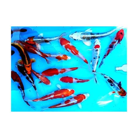 ふるさと納税 泳ぐ宝石 　観賞用錦鯉 生き物  香川県東かがわ市