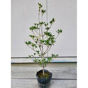 ふるさと納税 ドウダンツツジ 樹高約40〜50cm 15cmポット取扱説明書付き 三重県鈴鹿市