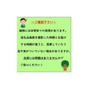 ふるさと納税 ドウダンツツジ 樹高約40〜50...の詳細画像1