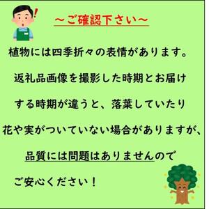 ふるさと納税 ドウダンツツジ 樹高約40〜50...の詳細画像1