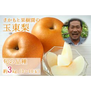 ふるさと納税 さかもと果樹園の玉東梨 約3kg (3玉-10玉前後)《8月中旬-9月末頃出荷》【日付指定・品種指定不可】 熊本県玉名郡玉東町 ｜ブランド.. 熊本県玉東町