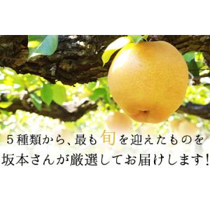 ふるさと納税 さかもと果樹園の玉東梨 約3kg...の詳細画像2