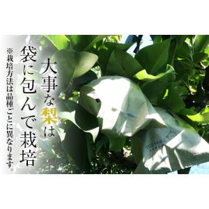 ふるさと納税 先行予約 玉東梨 約5kg 上田...の詳細画像1